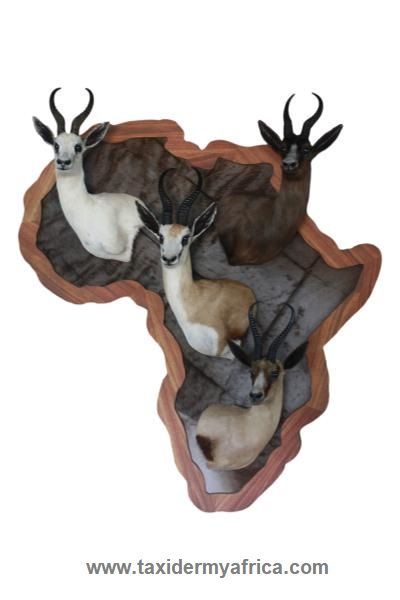 3D Springbuck slam on Africa Map