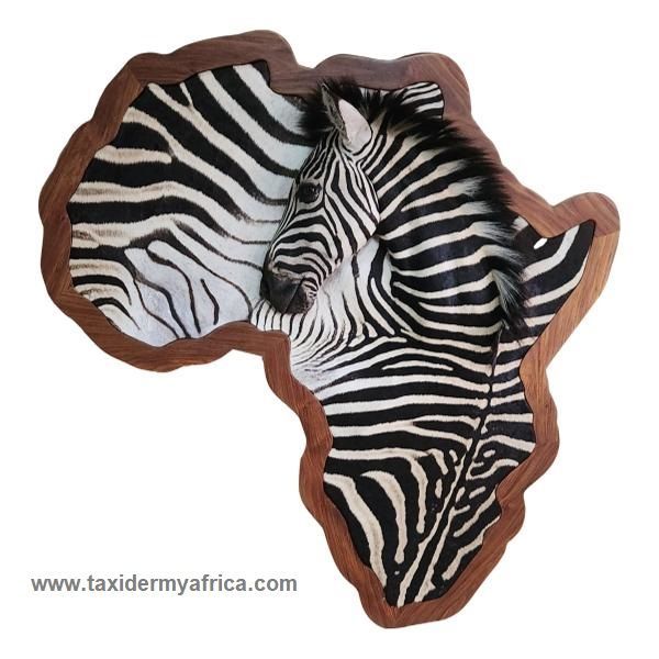 3D Zebra mount on Africa map