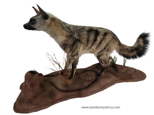 Aardwolf Full Mount