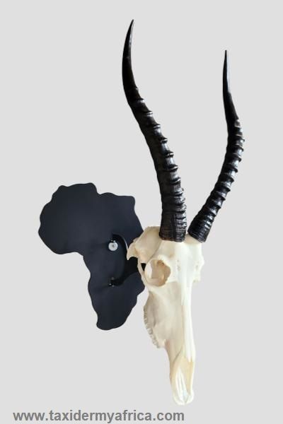 Africa Skull Hook with Blesbuck skull