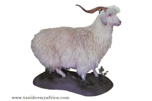 Angora Goat Full Mount