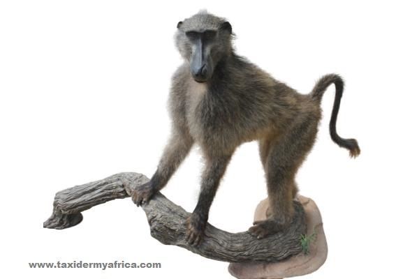 Baboon Full Mount