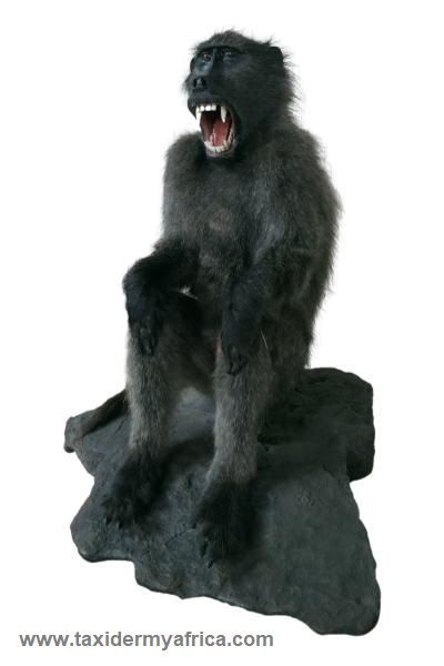 Baboon Full Mount