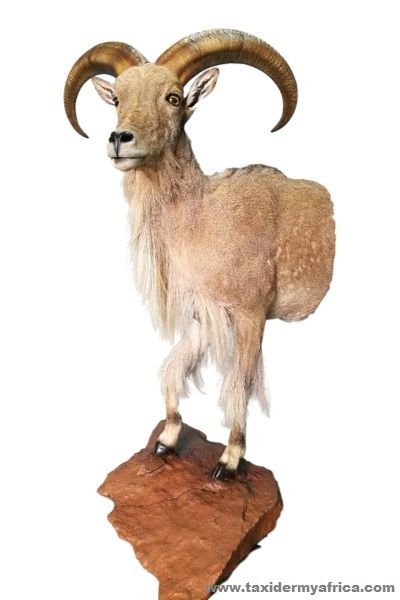 Barbary Sheep Half Mount