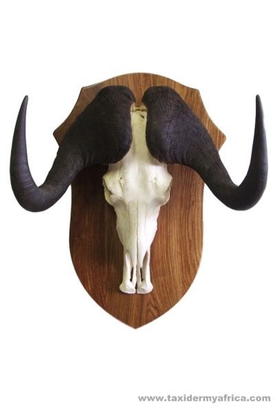 Black Wildebeest European Skull Mount