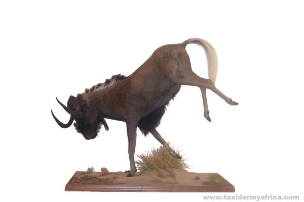 Black Wildebeest full mount