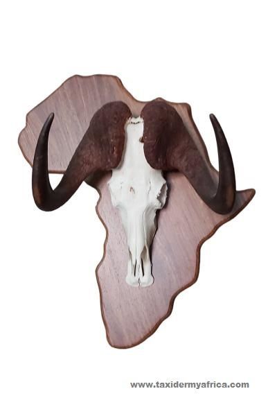 Black wildebeest skull on Africa shield