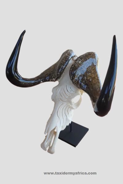 Black Wildebeest Skull with Polished horns