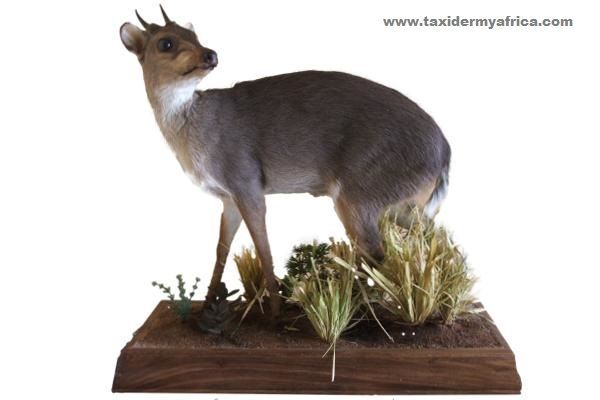 Blue Duiker Full Mount