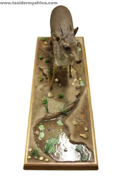 Blue Duiker Full Mount with artificial foliage