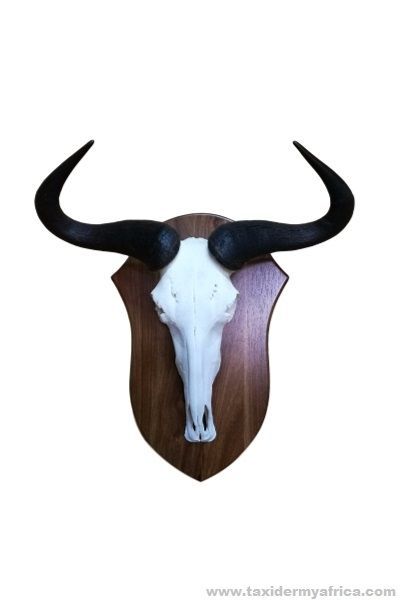 Blue Wildebeest European Skull Mount