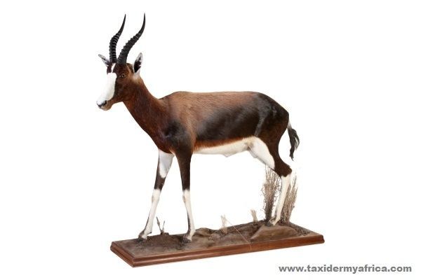 Bontebok Full Mount