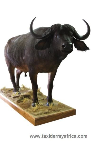 Buffalo Full Mount