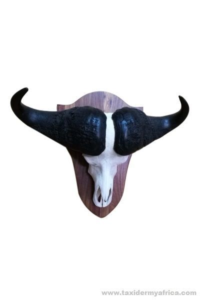 Buffalo European Skull Mount