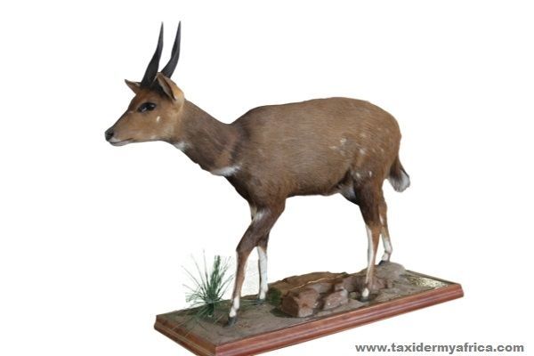 Bushbuck Full Mount