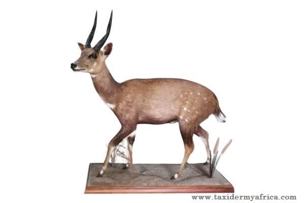 Bushbuck Full Mount