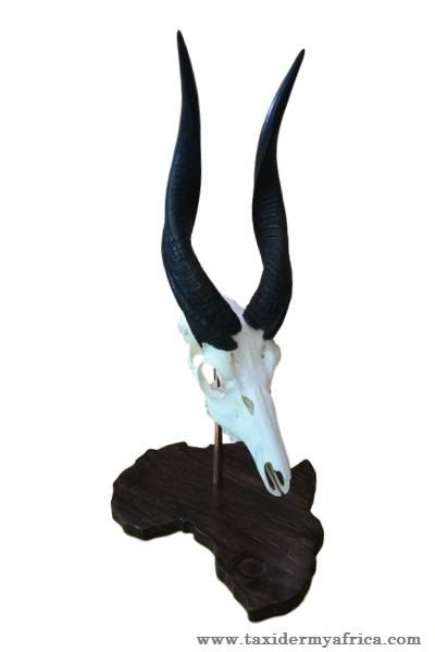 Bushbuck Skull on Map of Africa