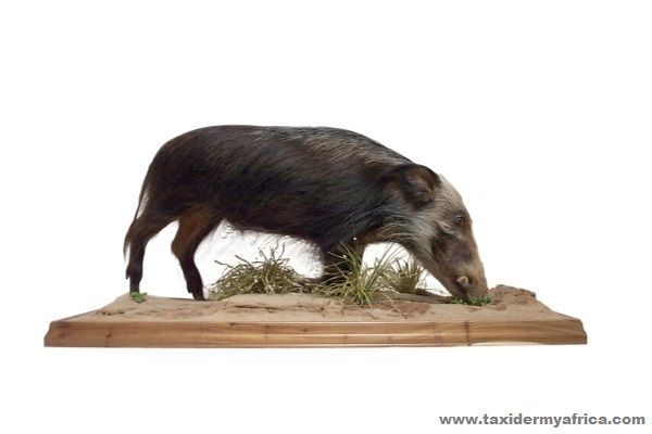 Bushpig Full Mount