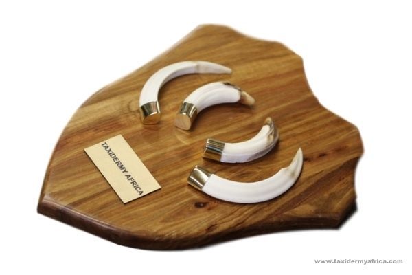 Bushpig tusks with brass fittings on shield