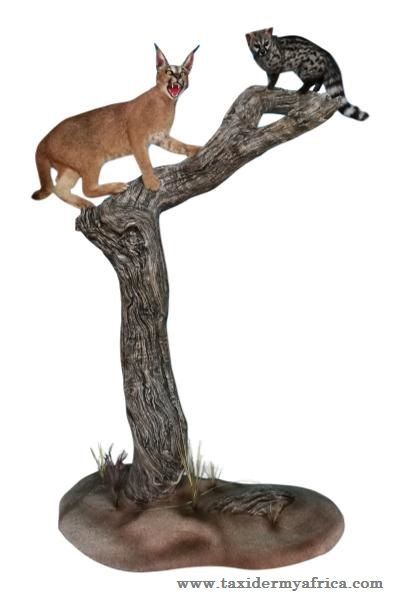 Caracal & Genet Cat Duo Custom Mount