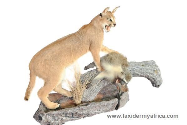 Caracal & Vervet Monkey Duo mount