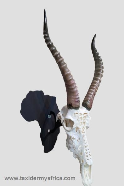 Carved Blesbuck Skull with polished horns on Africa skull hook