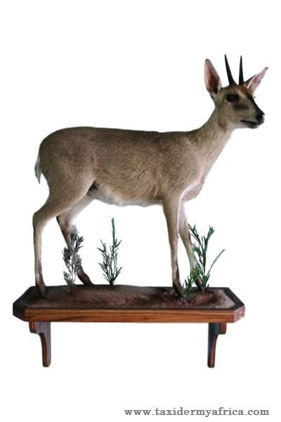 Common Duiker on Wall Hanging base