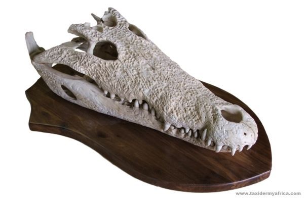 Crocodile European Skull Mount