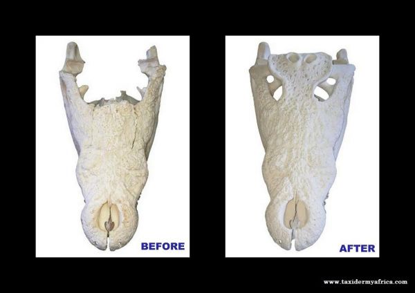Crocodile Skull repair