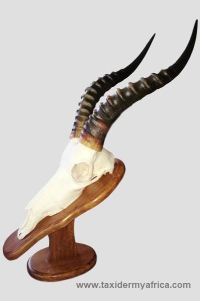 Blesbuck skull on custom shield