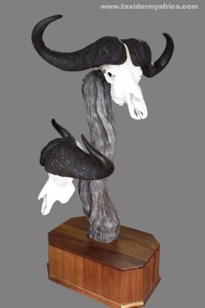 Custom Buffalo Duo Skull Mount