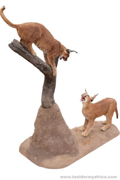 Custom Caracal duo full mount