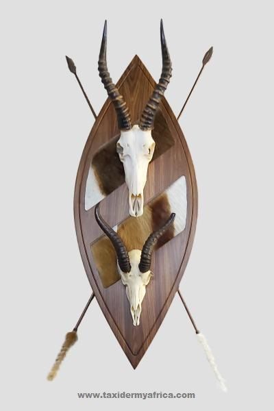 Custom Zulu Shield with Blesbuck and Springbuck skulls