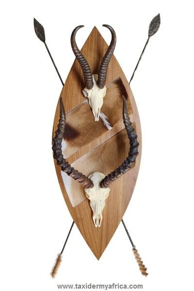 Custom Zulu Shield with Springbuck and Impala skulls