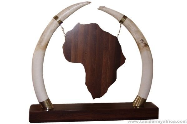 Elephant Tusks with Wooden Map of Africa
