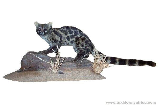 Genet Cat Full Mount
