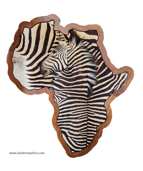 Hartmann's Mountain Zebra 3D mount on Africa map