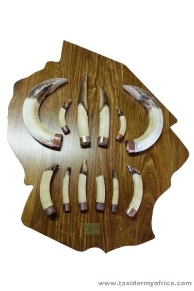 Hippo tusks with brass fittings on shield