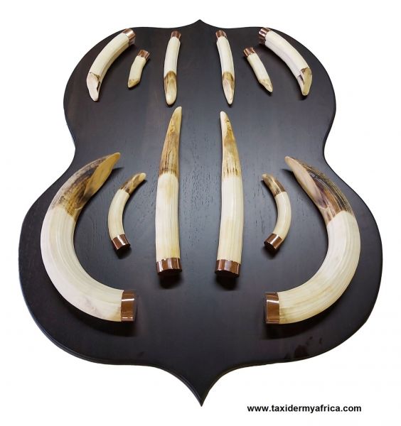 Hippo tusks on shield