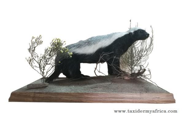 Honey Badger Full Mount