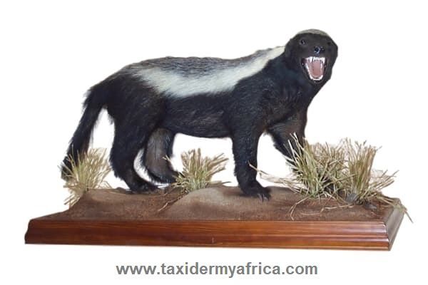 Honey badger full mount