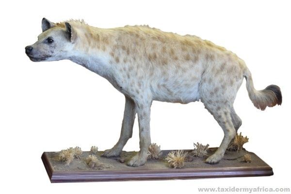 Hyena Full Mount