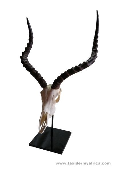 Impala Skull on custom metal stand