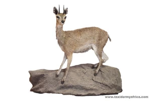 Klipspringer Full Mount