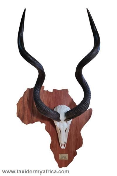 Kudu on Africa Shield