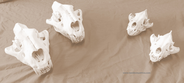 Can you tell the difference between the Original Skull and the Replica?