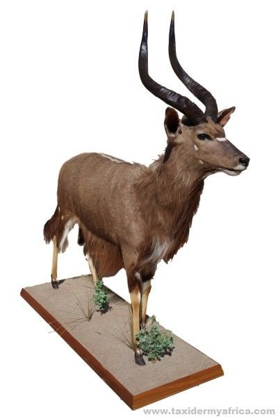 Nyala Full Mount
