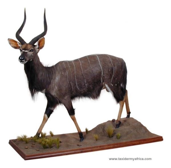 Nyala Full Mount