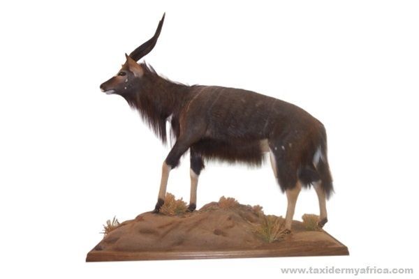 Nyala Full Mount