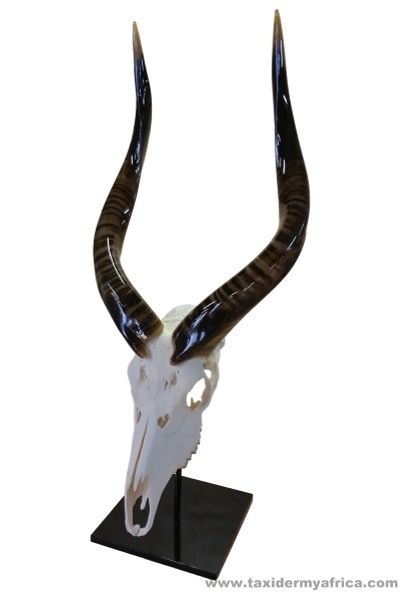 Nyala Skull with polished horns on custom metal stand